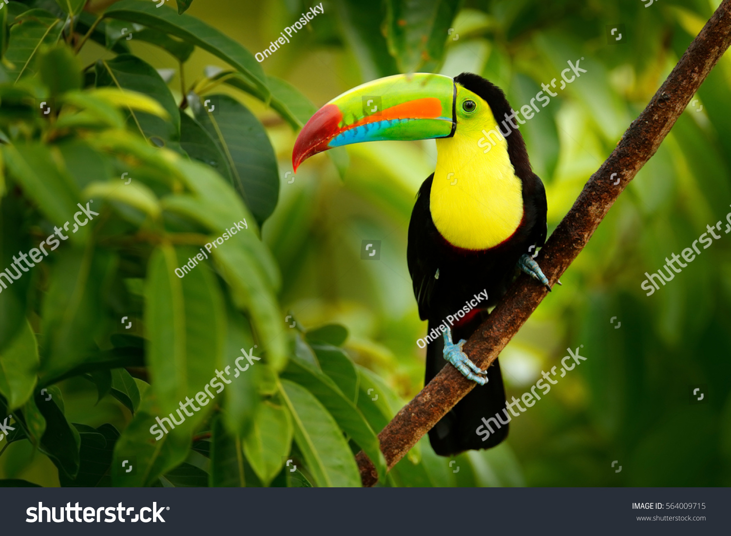 Keel-billed Toucan, Ramphastos sulfuratus, bird with big bill sitting on the branch in the forest, Boca Tapada, green vegetation, Costa Rica. Nature travel in central America. #564009715