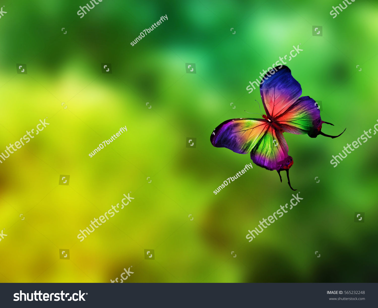 Color butterfly flying #565232248