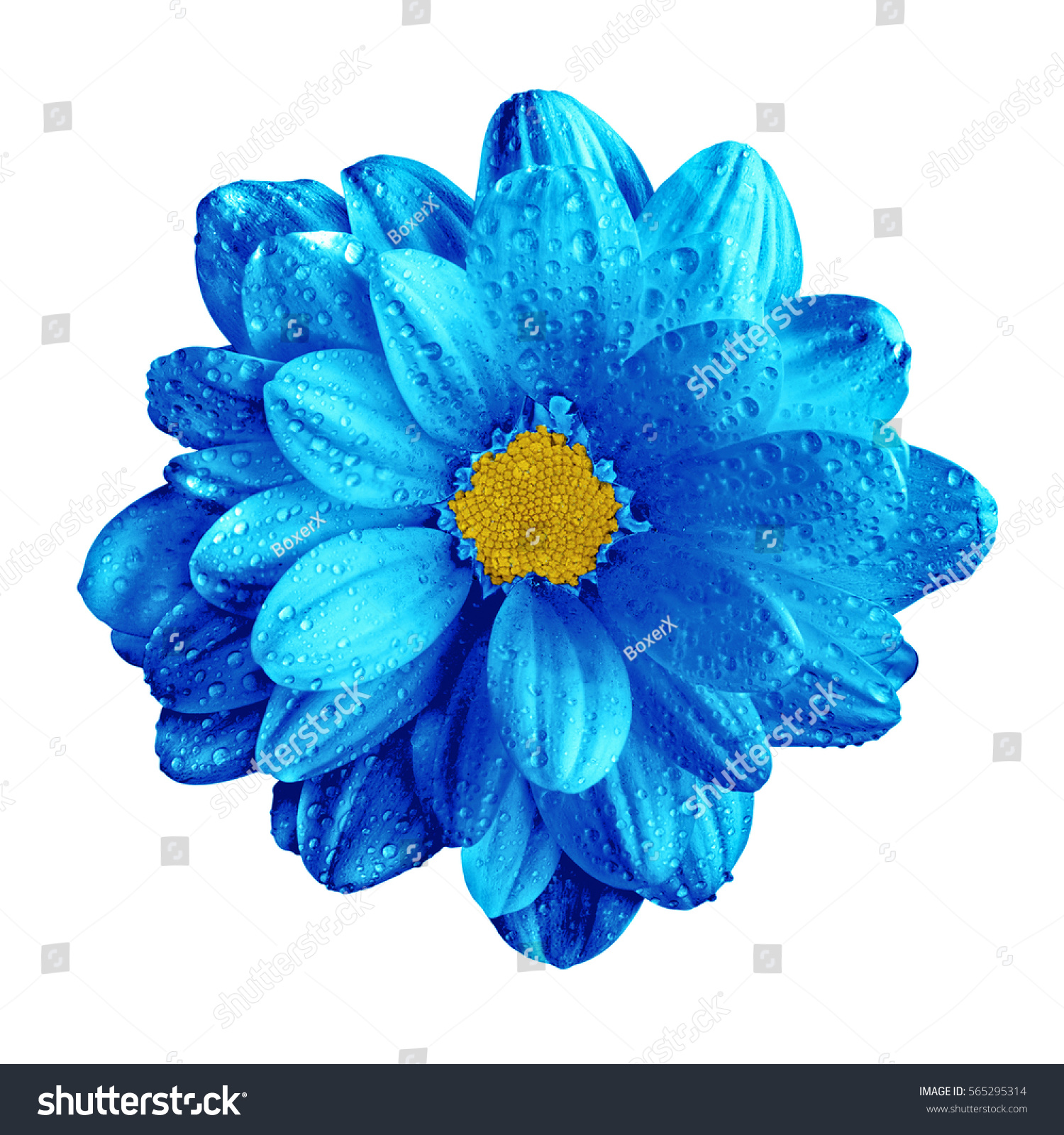 Surreal dark chrome blue gerbera flower macro isolated on white #565295314