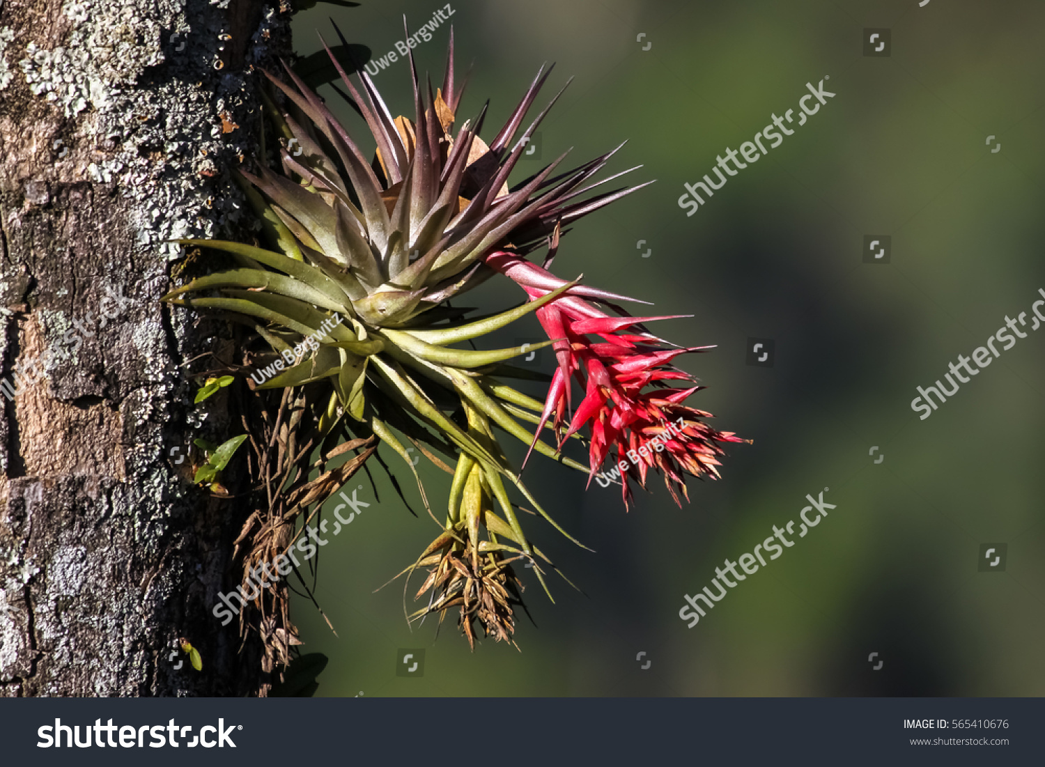 Tropical epiphyte with blossom, Itatiaia, Atlantic Forest, Brazil #565410676
