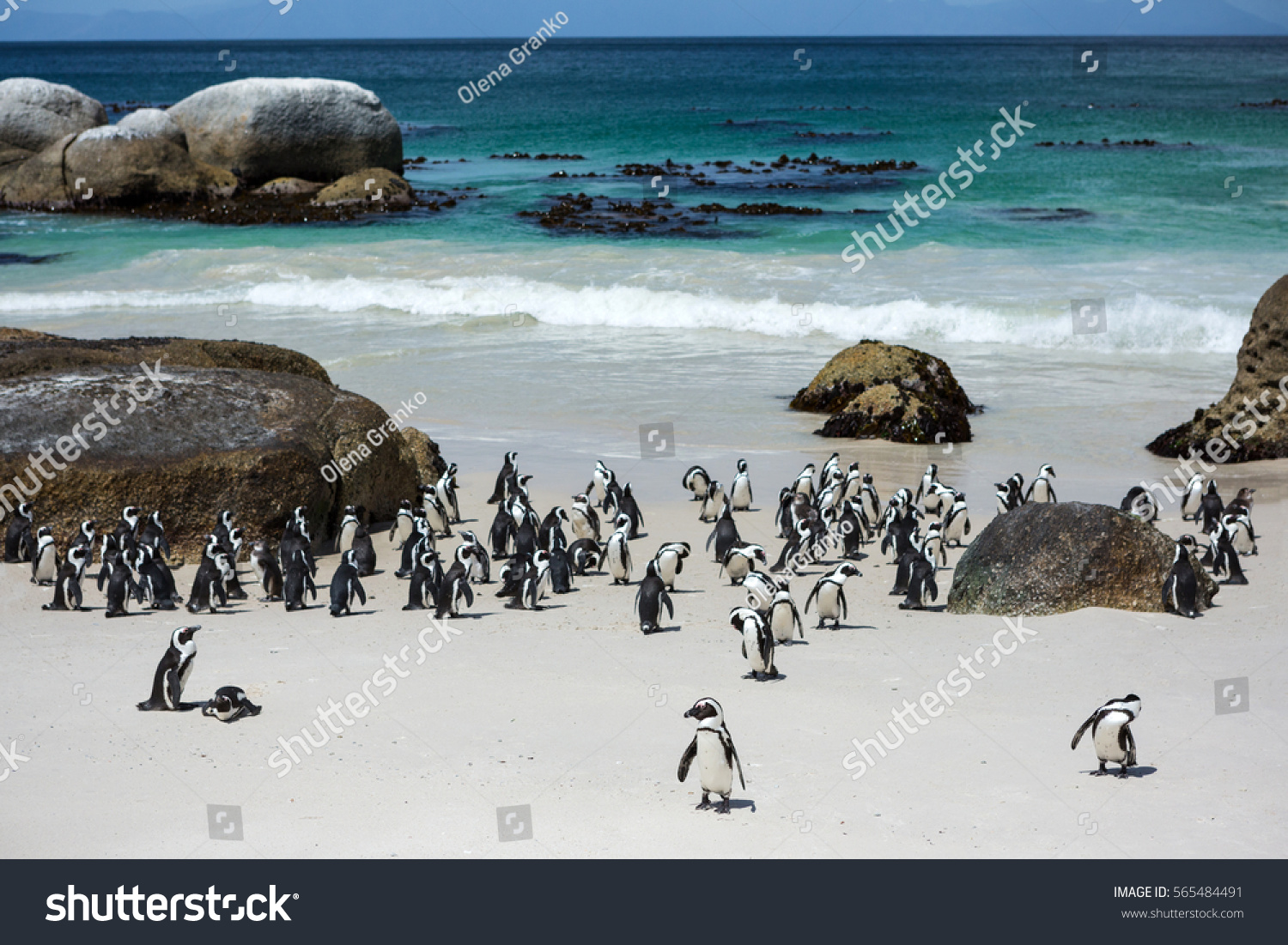 Penguins in the in the Boulders Beach Nature Reserve. Cape Town, South Africa #565484491