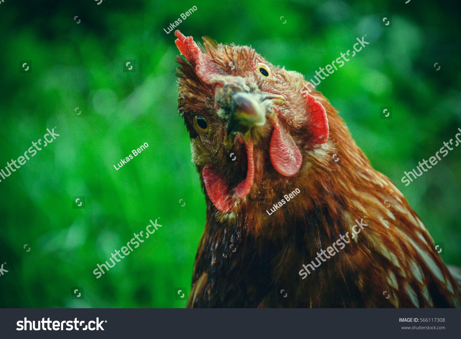 Hens feed on the traditional rural barnyard at sunny day. Detail of hen head. Chickens sitting in henhouse. Close up of chicken standing on barn yard with the chicken coop. Free range poultry farming #566117308