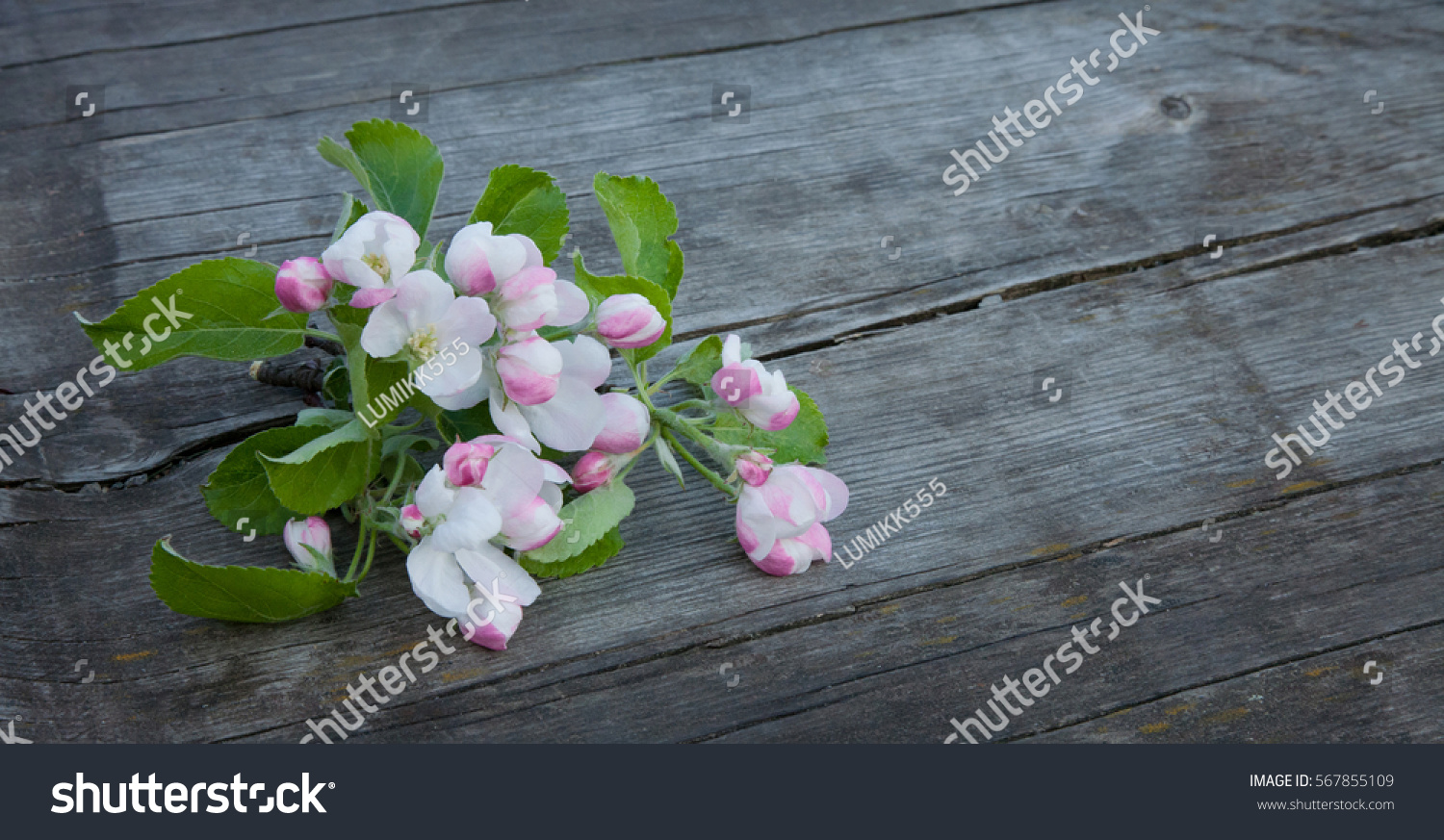 Beautiful wood background with Apple flowers lying on the old brown wooden texture. Springtime. Amazing Web banner Wide Horizontal Image With Copy Space #567855109