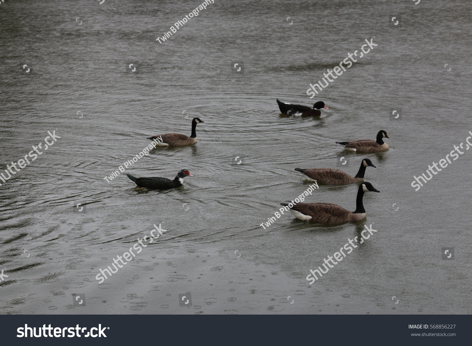 Ducks and Geese #568856227