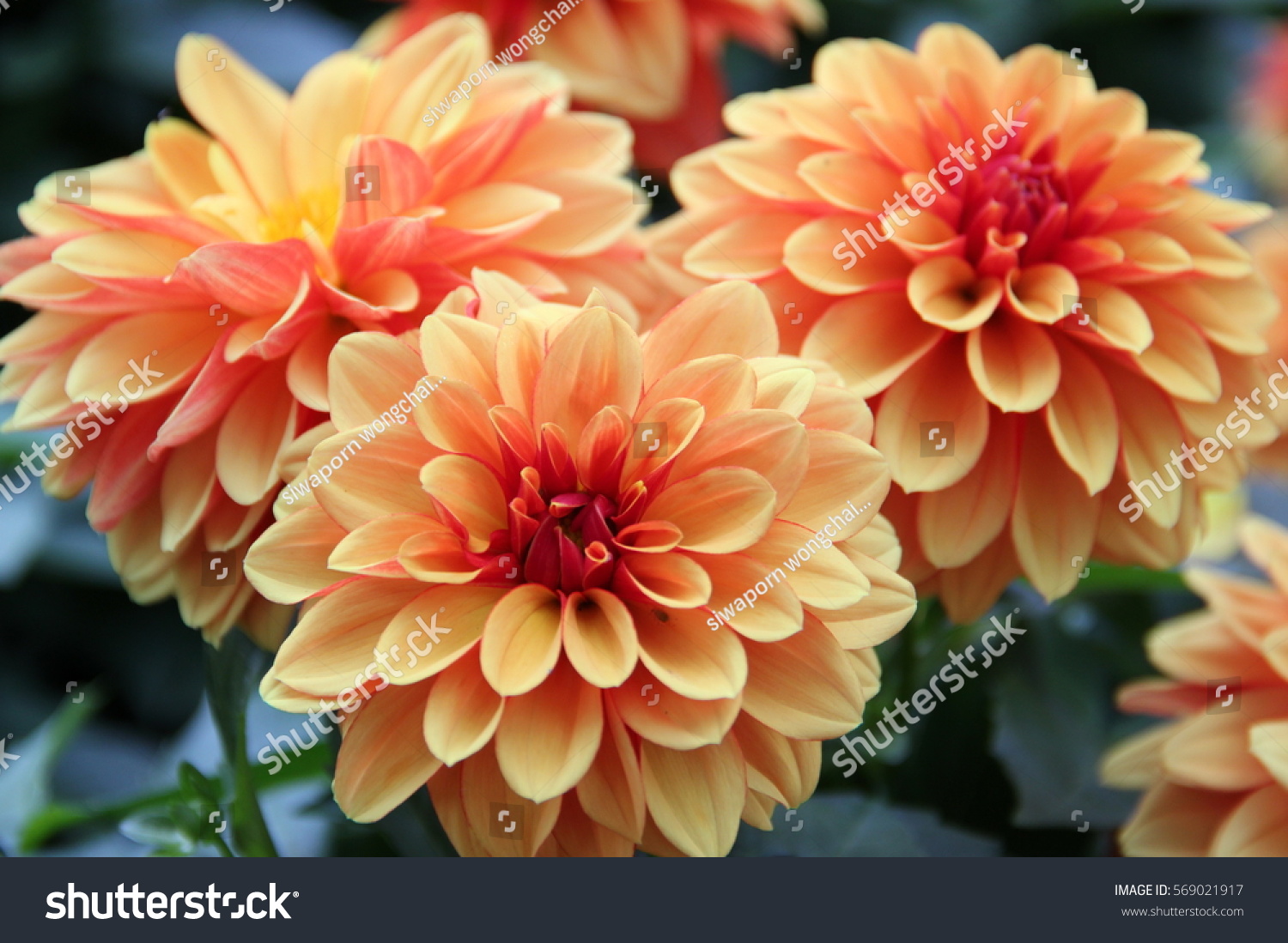 Dahlia flower are colorful and orange . #569021917