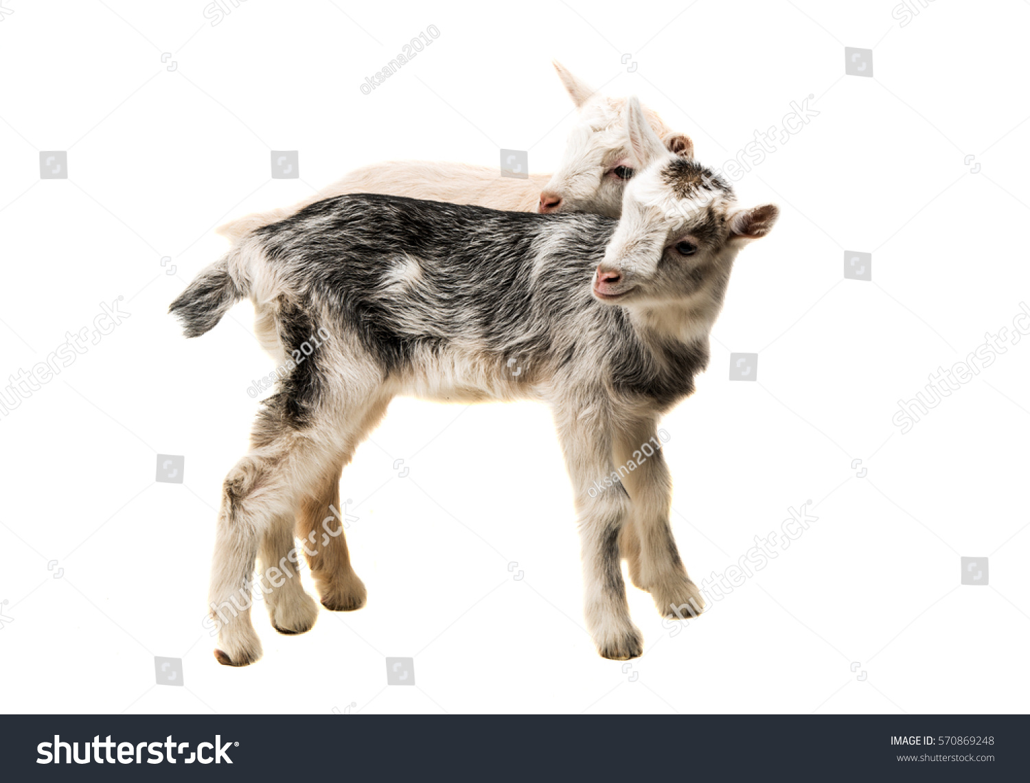 small goats isolated on white background #570869248