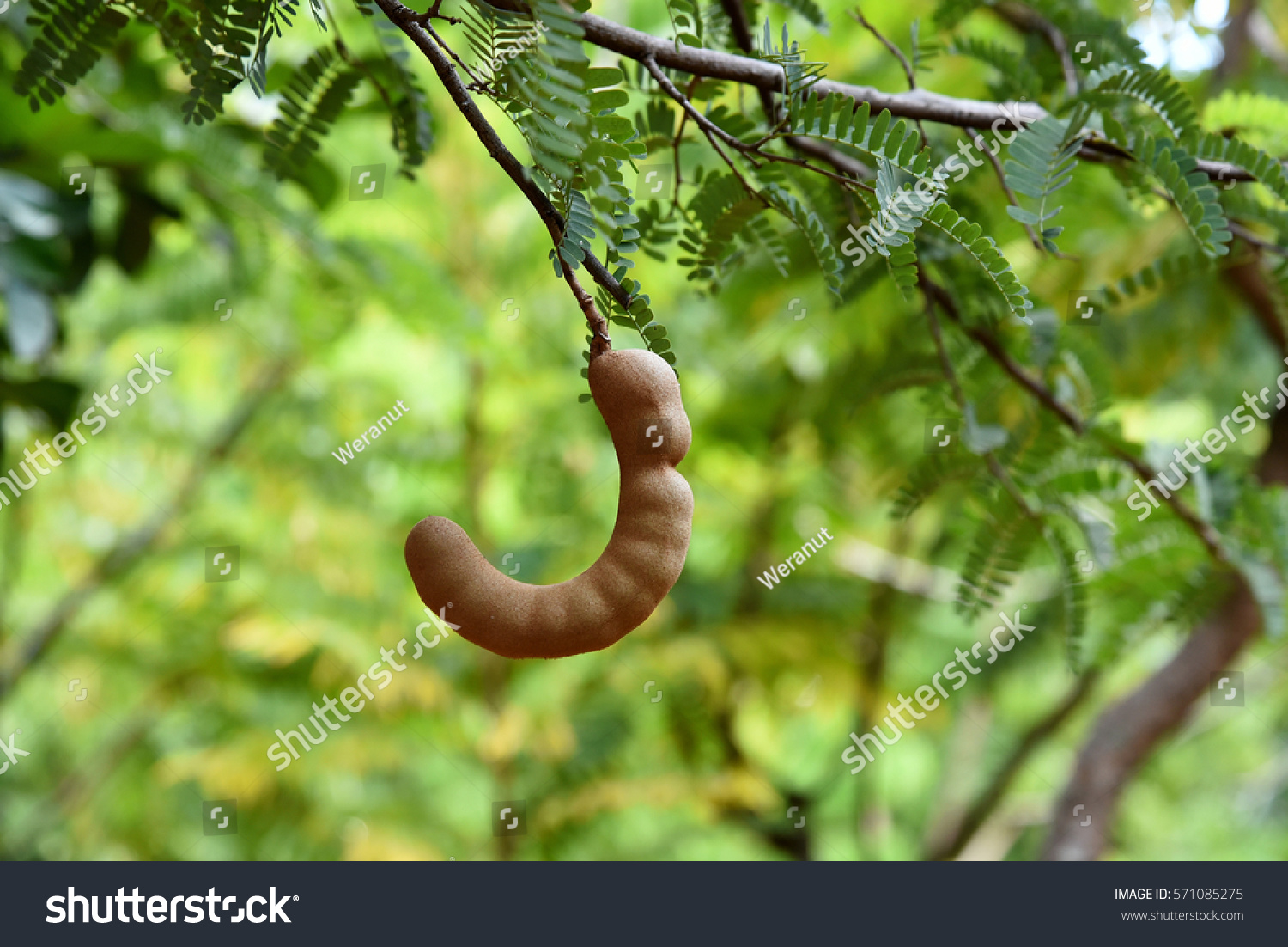 Tamarind Fruit Tamarindus Indica Leguminous Royalty Free Stock Photo Avopix Com