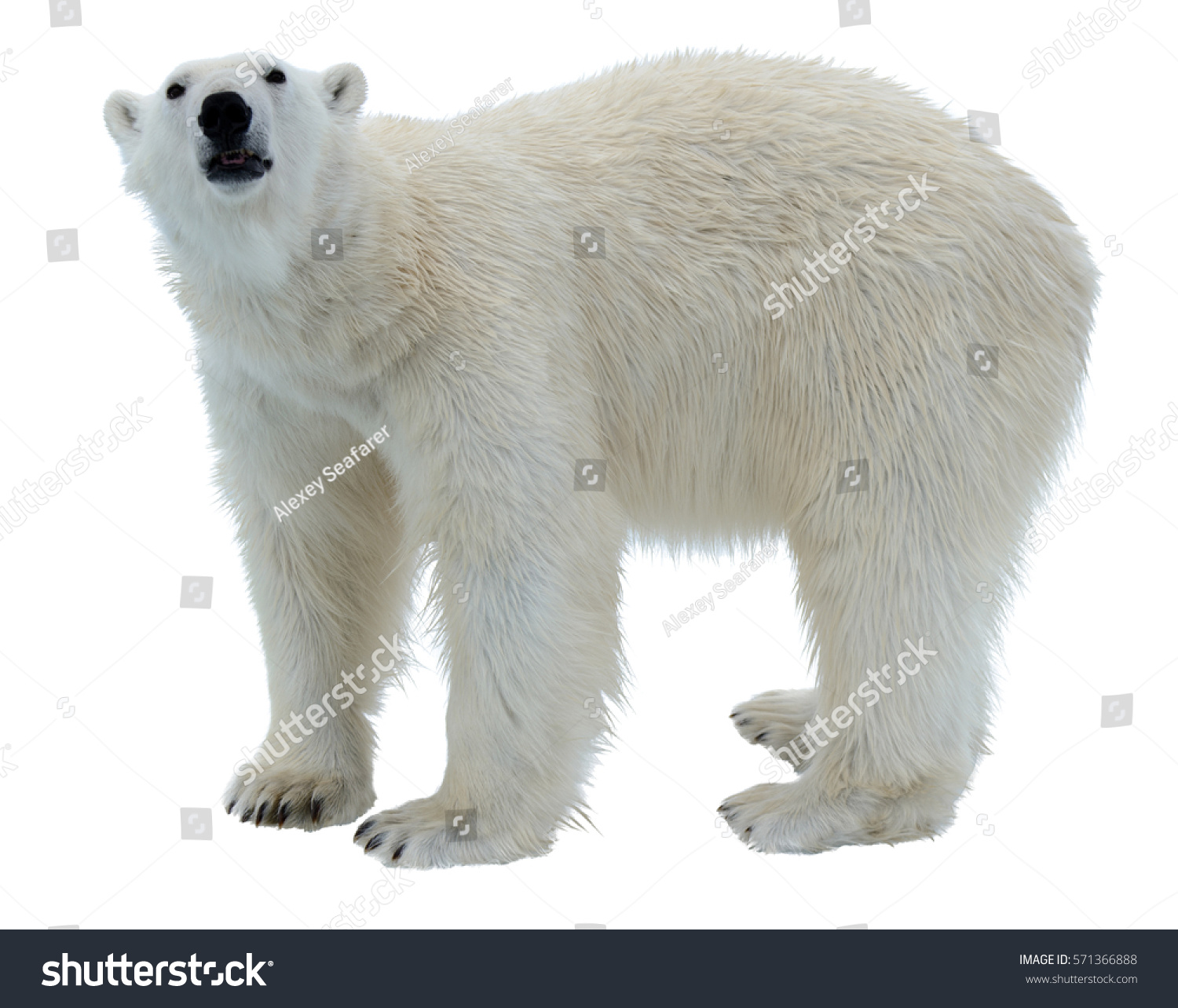 Polar bear isolated #571366888