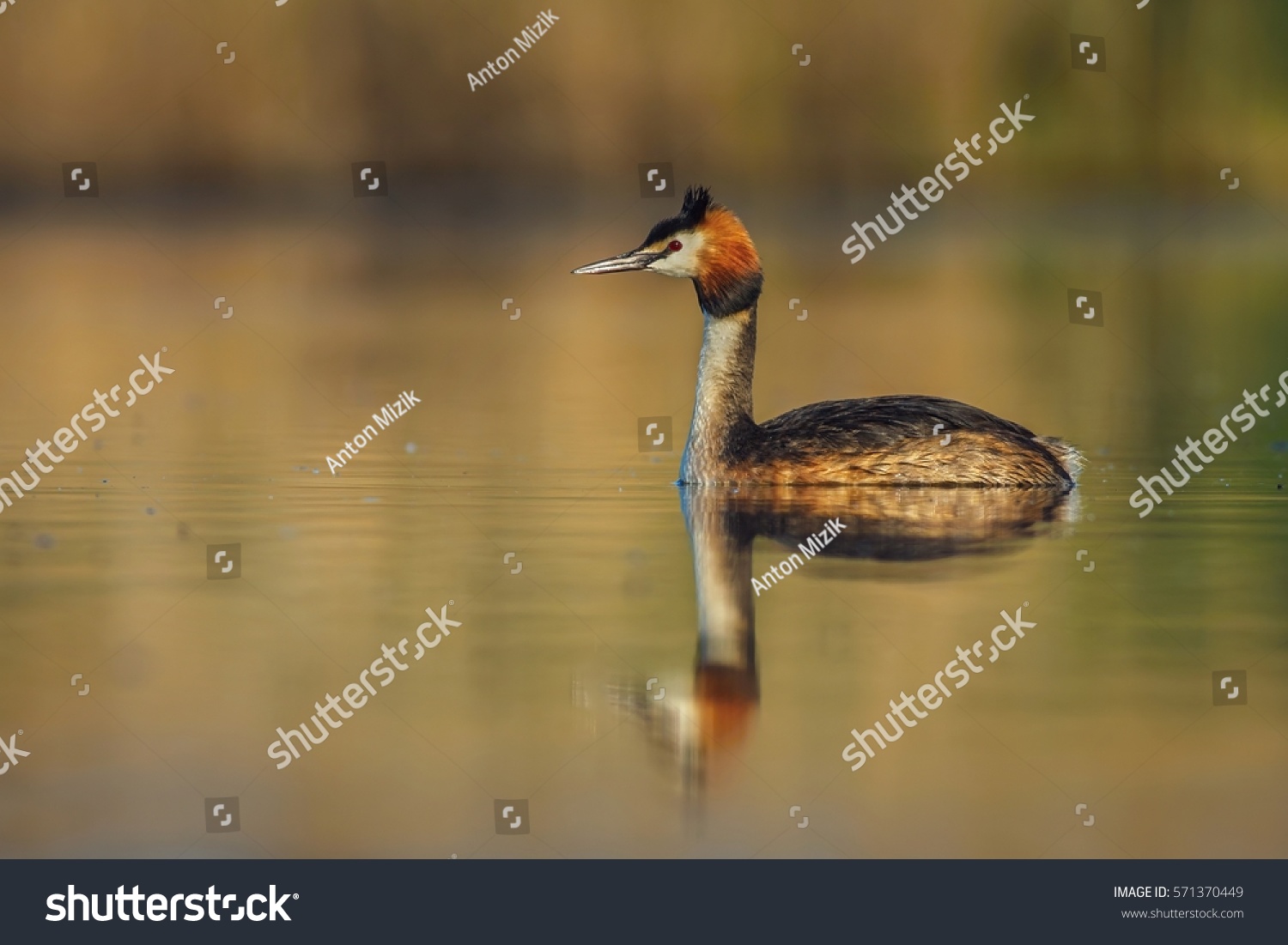 Great crested grebe (podiceps cristatus) floating on water lake.  #571370449