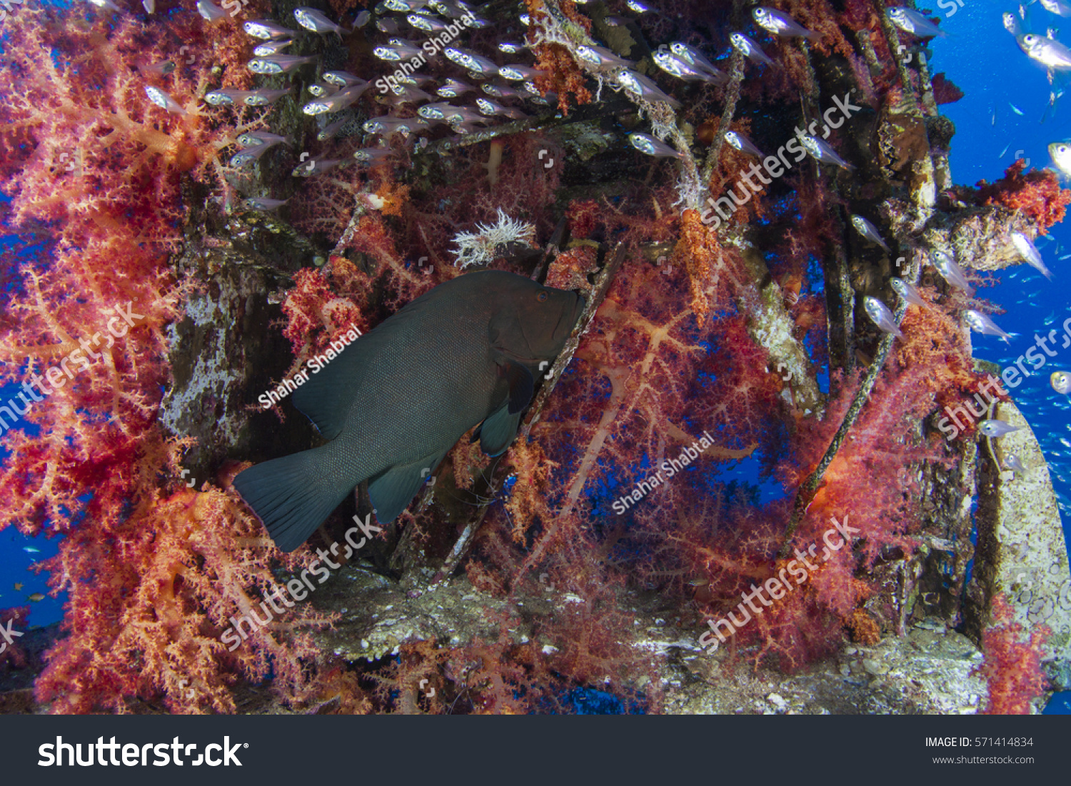 Redmouth Grouper protecting its school of Glassfish. Red soft coral.
 #571414834