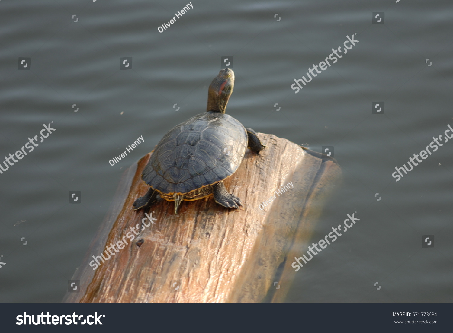 Turtle on a log in a pond #571573684