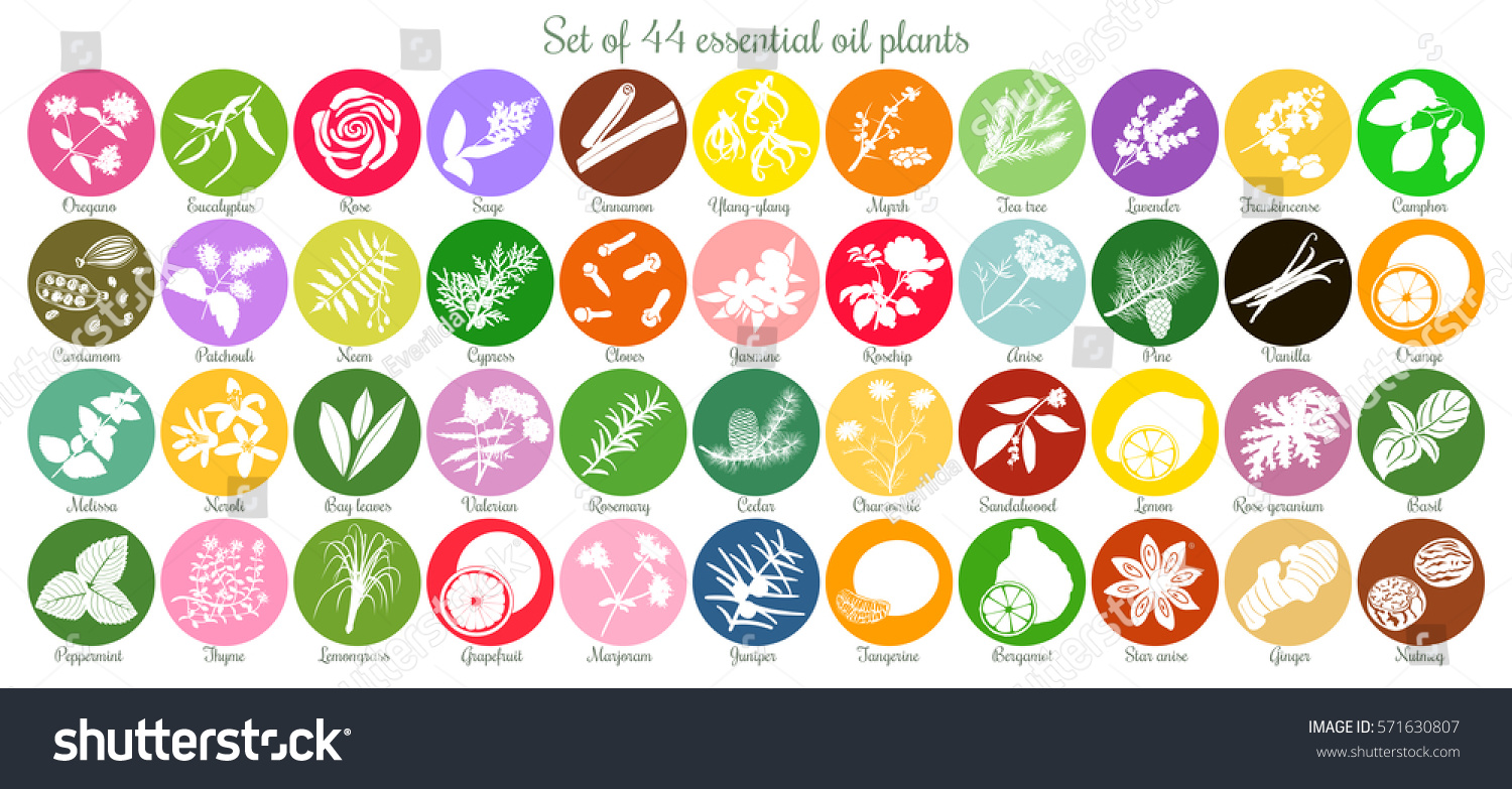 Big icon set of 44 popular essential oil labels. white silhouettes. Ylang-ylang, eucalyptus, jasmine, rose, sandalwood, patchouli etc. For cosmetics, spa, health care aromatherapy homeopathy Ayurveda #571630807