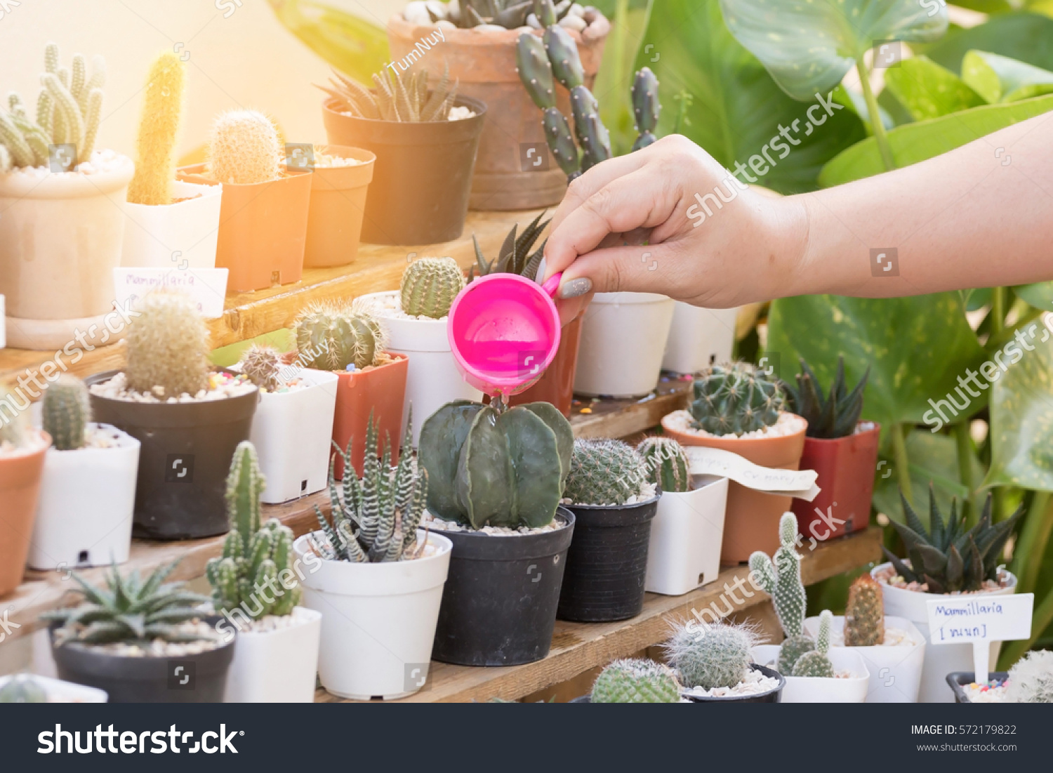 woman watering a plant with watering plastic cup, pours on cactus #572179822