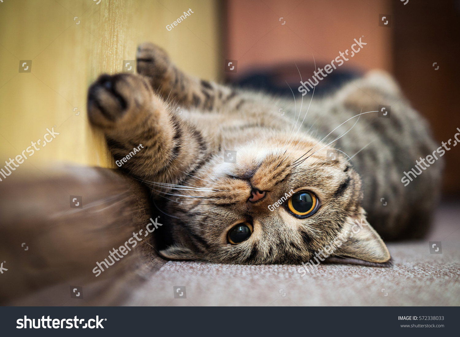 Cute cat lying on his back on the carpet. Breed British mackerel with yellow eyes and a bushy mustache. Close up. #572338033