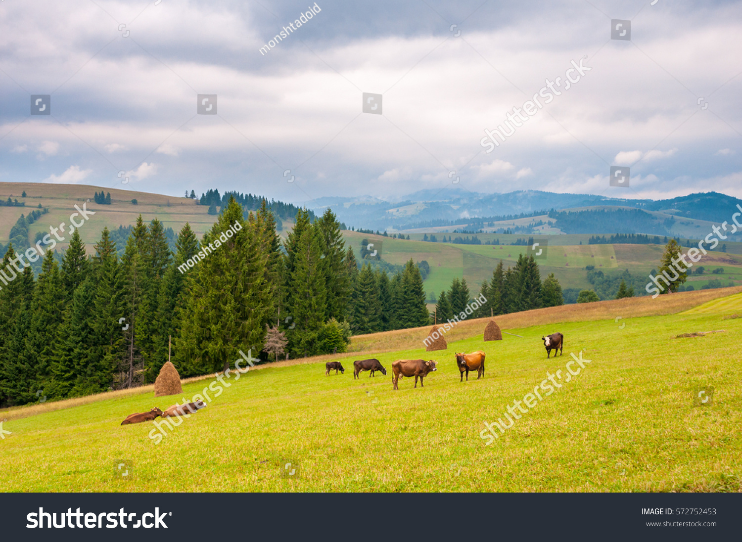 cows on green meadow, with mountains and clouds in background. #572752453