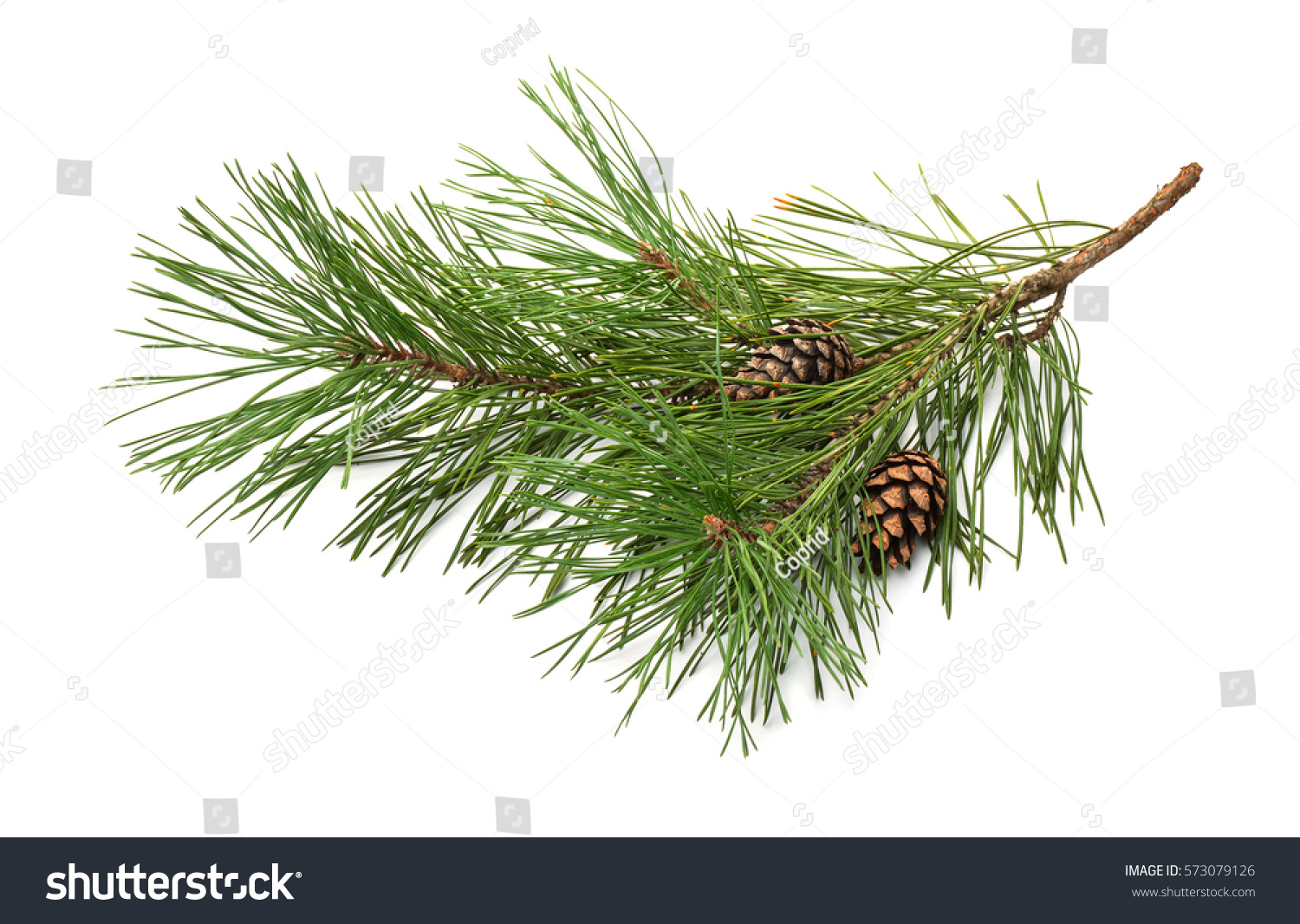 Pine tree branch and cones isolated on white #573079126