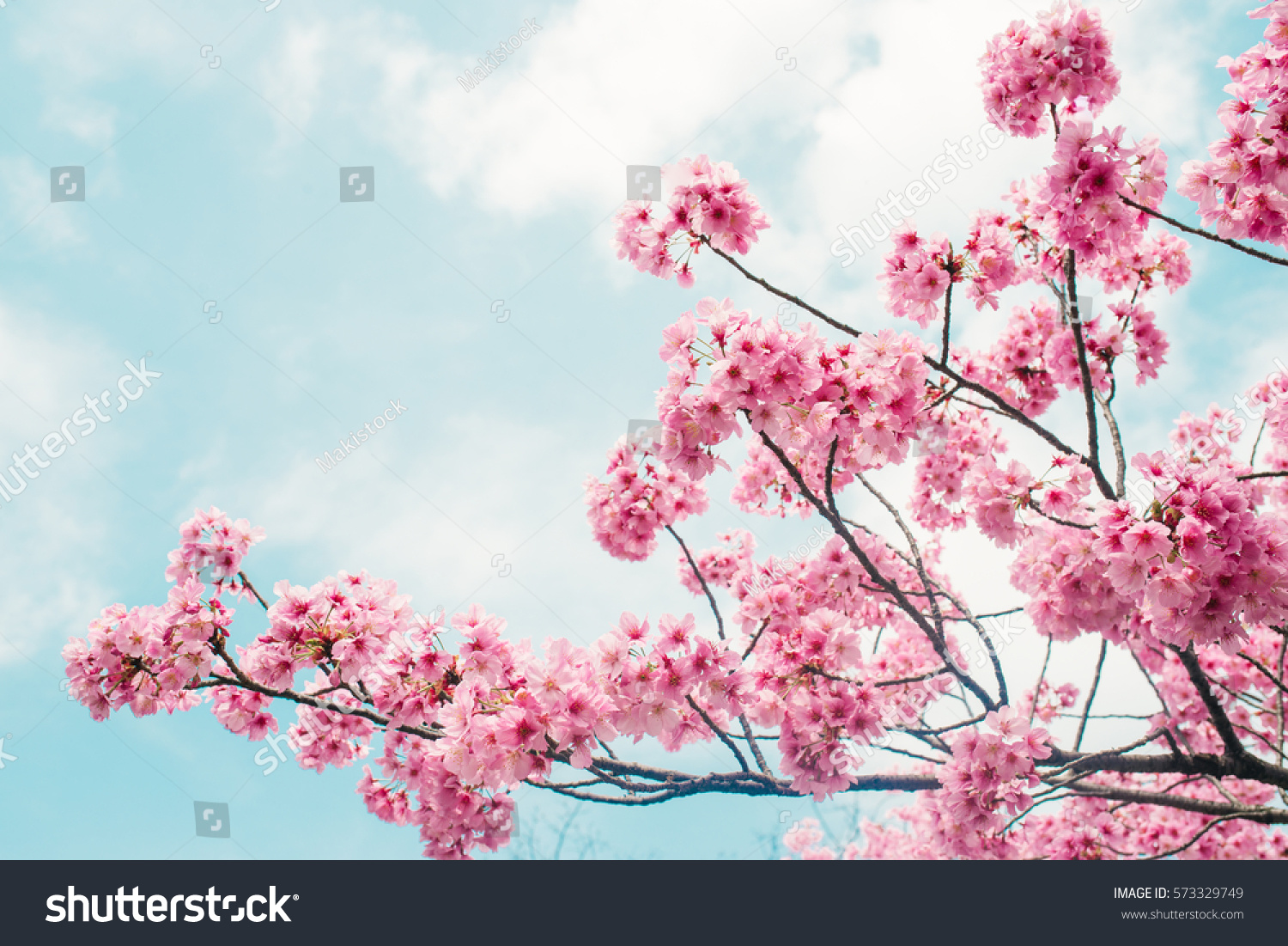 Beautiful cherry blossom sakura in spring time over blue sky. #573329749