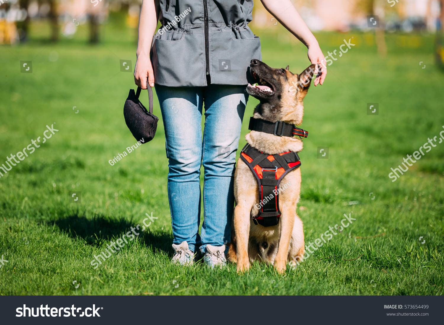 Malinois Dog Sit Outdoors In Green Summer Grass Near Owner At Training. Well-raised and trained Belgian Malinois are usually active, intelligent, friendly, protective, alert and hard-working. #573654499