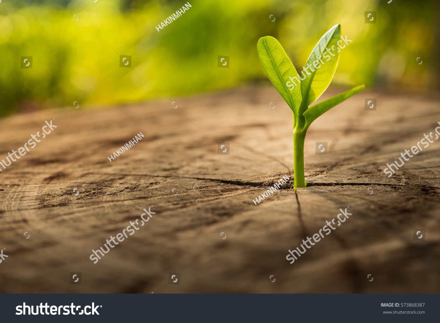 New Life idea concept with seedling growing sprout (tree).business development and eco symbolic. #573868387