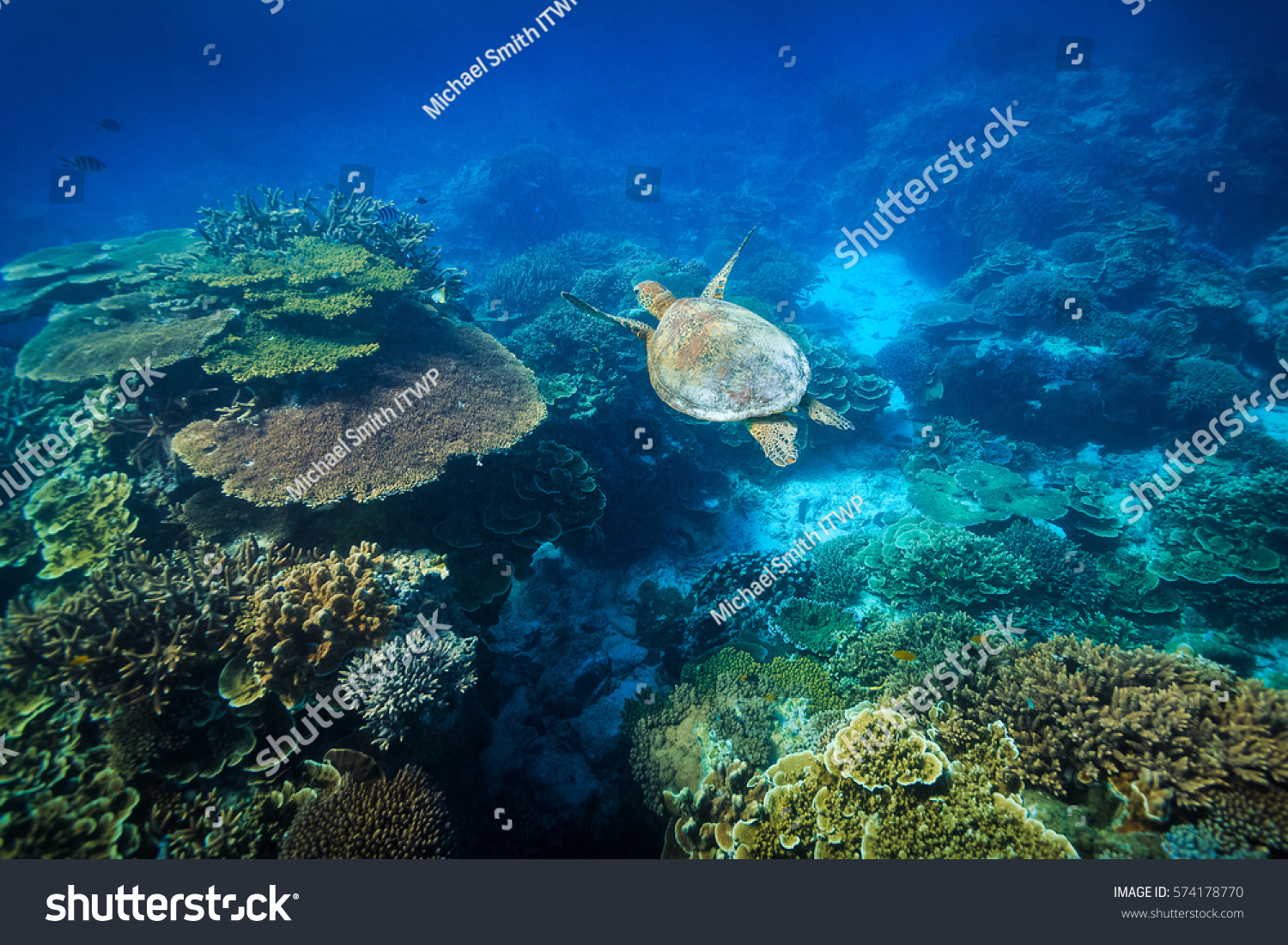 A Green Sea Turtle swims over a reef next to a coral bommie at Lady Eliot Island #574178770