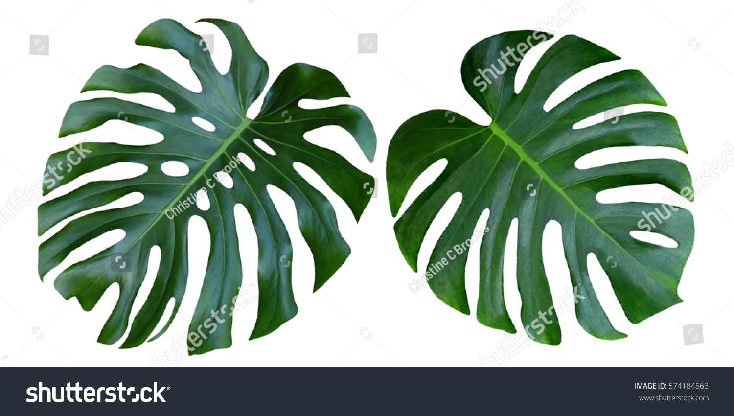 Two Tropical jungle Monstera leaves isolated, Swiss Cheese Plant, isolated on white background #574184863