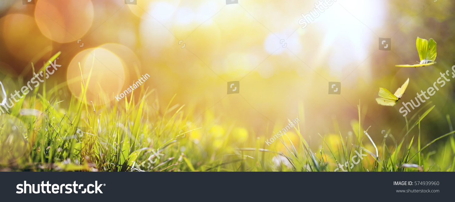 art abstract spring background or summer background with fresh grass and butterfly #574939960