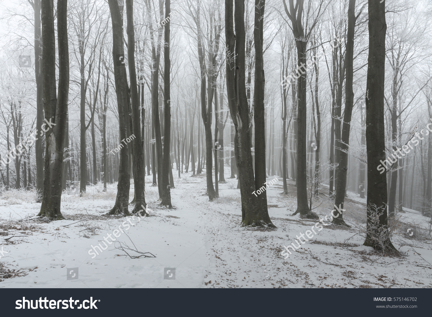Path in frozen foggy winter forest #575146702