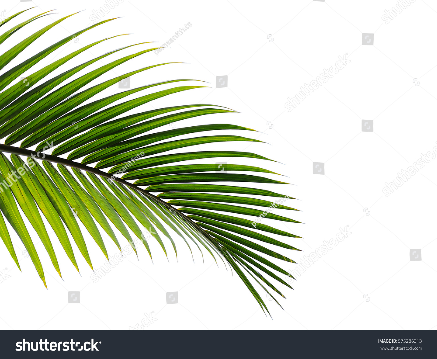 palm leaves isolated on white background #575286313