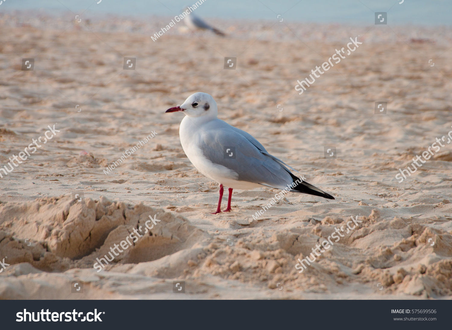 A common seagull (Larus canus) is staying on the sand beach. #575699506