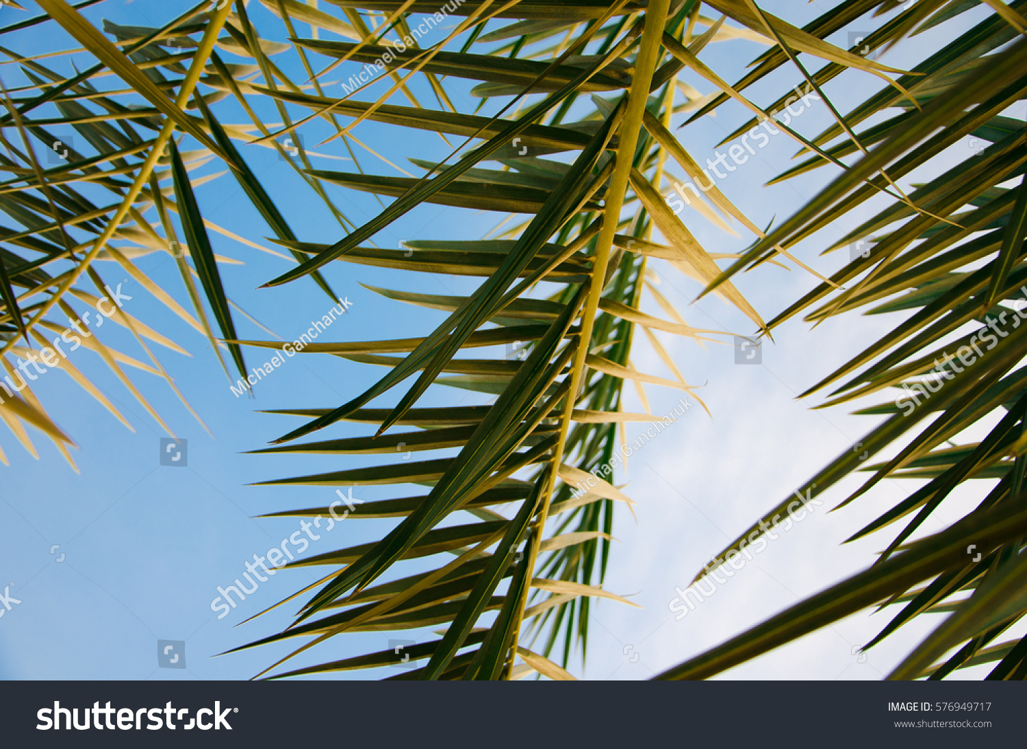 The palm branches against a background of blue sky. #576949717