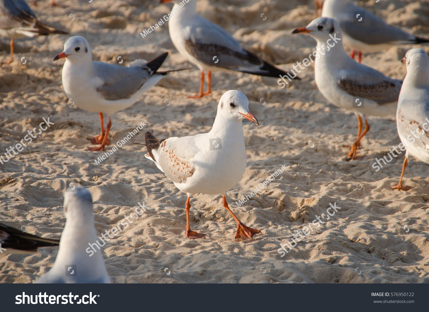 A common gull (Larus canus) strides ahead with confidence on the beach. #576950122