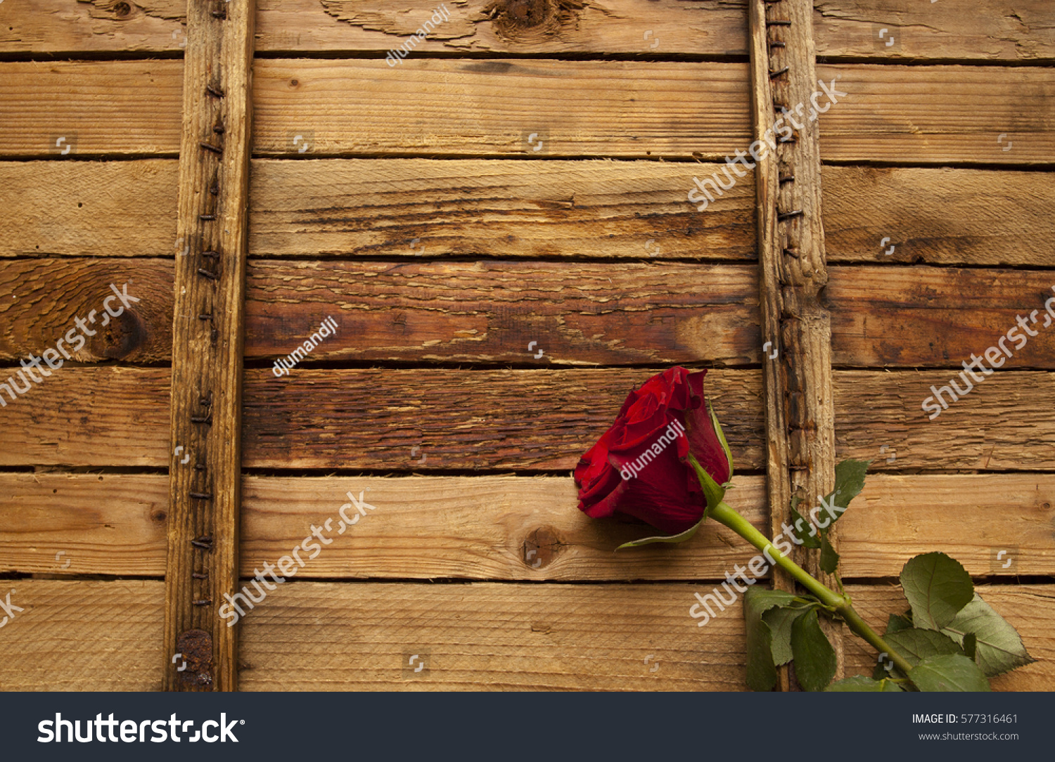 Rose on vintage wooden background, old style #577316461