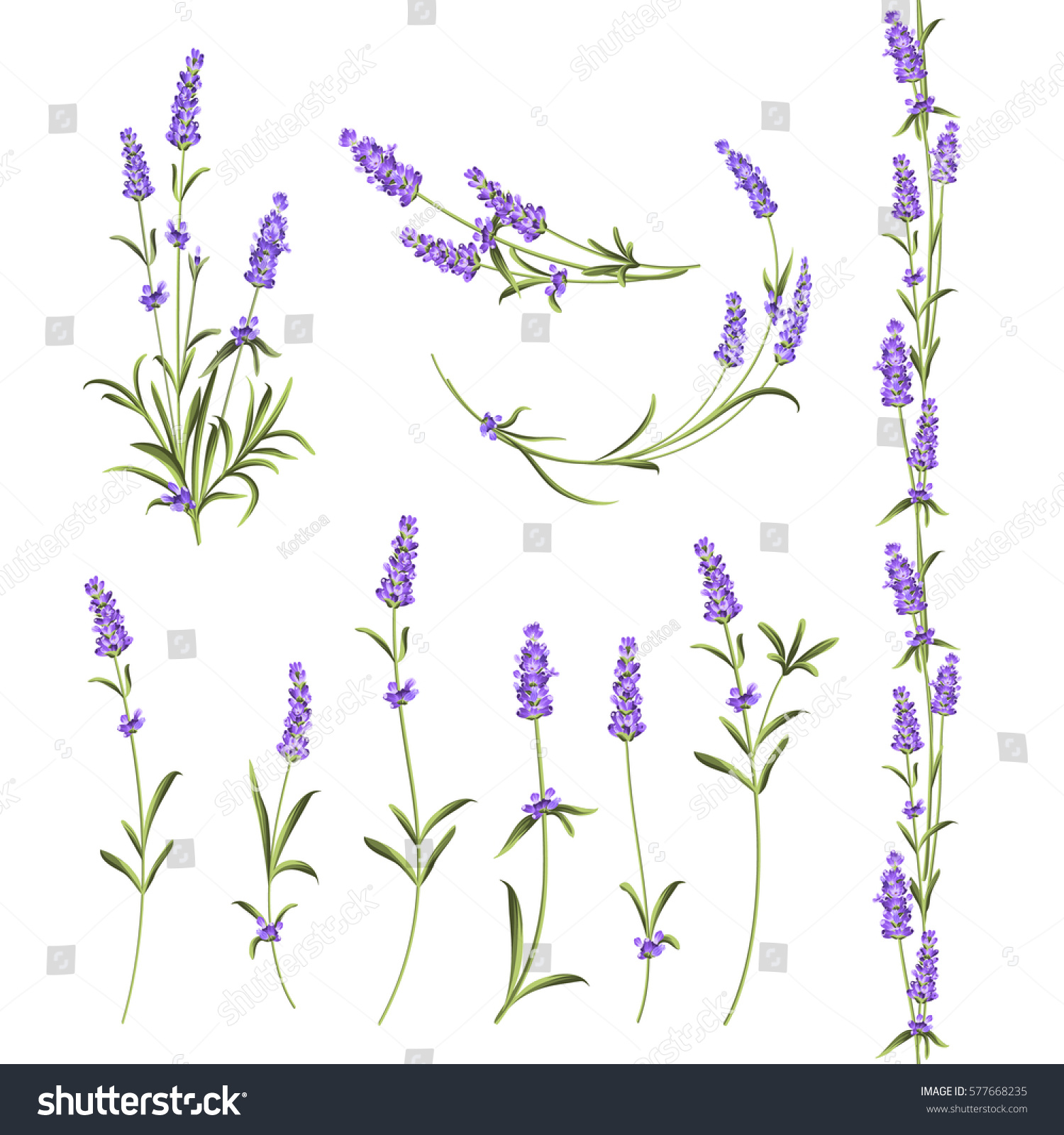 Set of lavender flowers elements. Botanical illustration. Collection of lavender flowers on a white background. Vector illustration bundle. #577668235