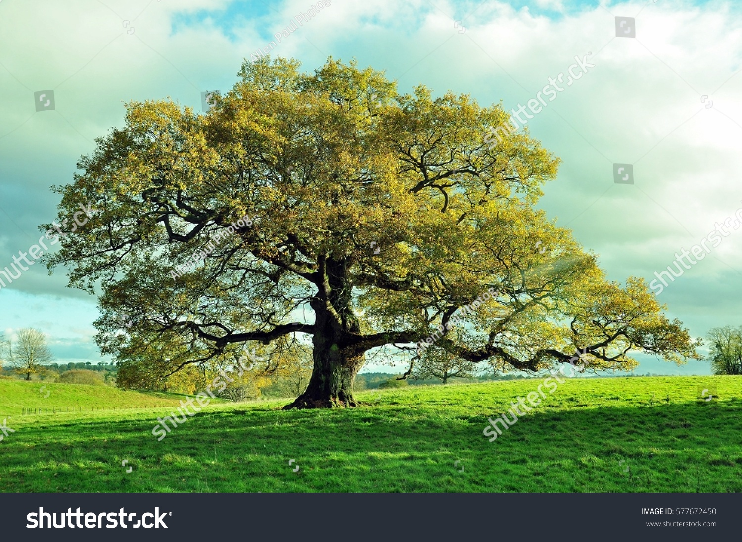 Old oak tree in an English meadow. #577672450