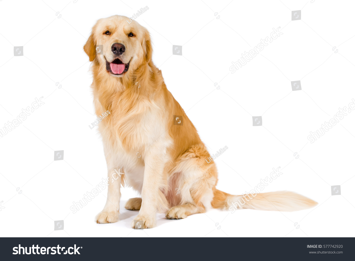 Golden Retriever adult siting smiling at camera isolated on white background #577742920