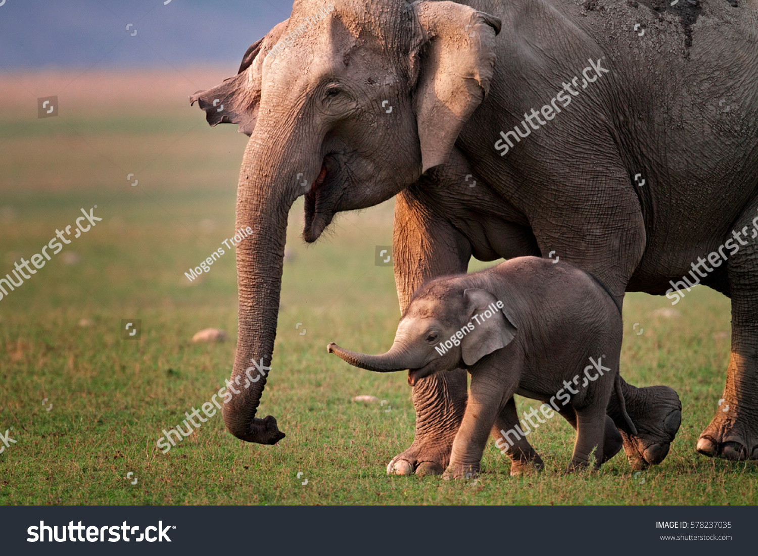 Wild Asian elephant mother and calf, Corbett National Park, India.  #578237035