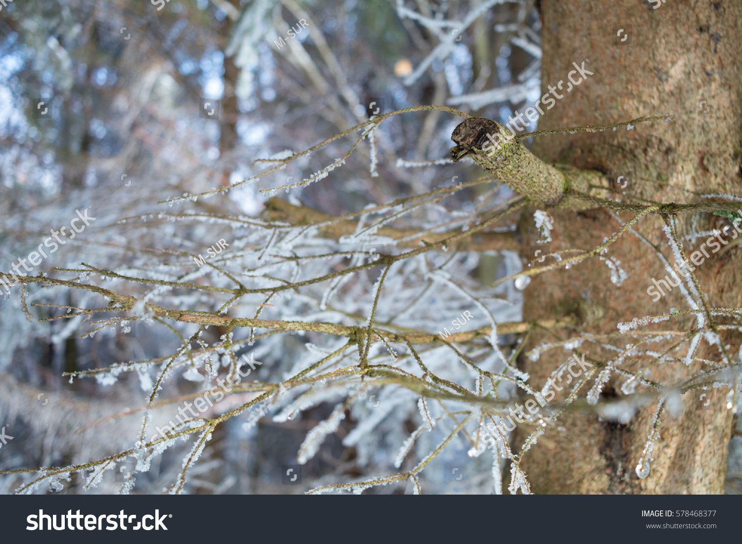 Trunk and branches of conifer tree ( evergreen ) - detail of plant.  Plants are frozen and covered with hoarfrost. Focus on broken branch (very low depth of field) #578468377