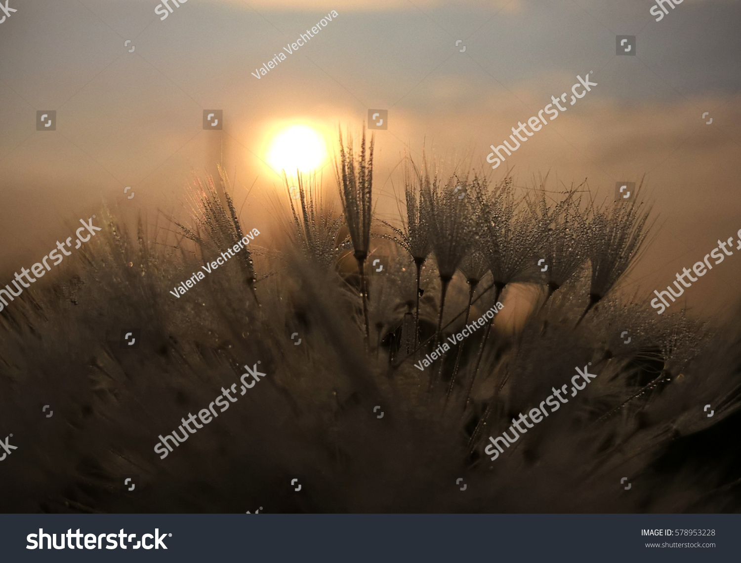 Dandelion during sunrise and sunset with dew. Slovakia #578953228