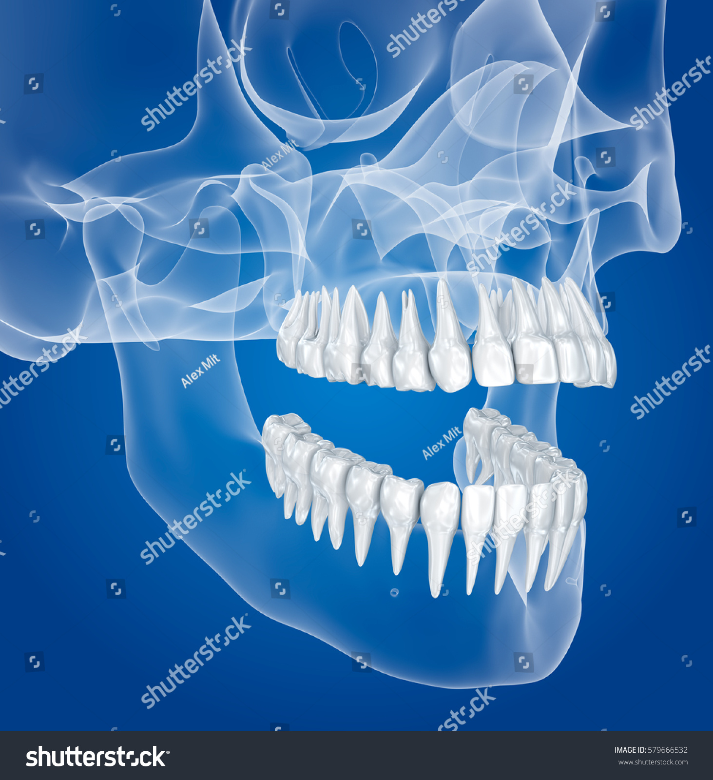 Transparent scull and teeth , xray view . 3D - Royalty Free Stock Photo ...