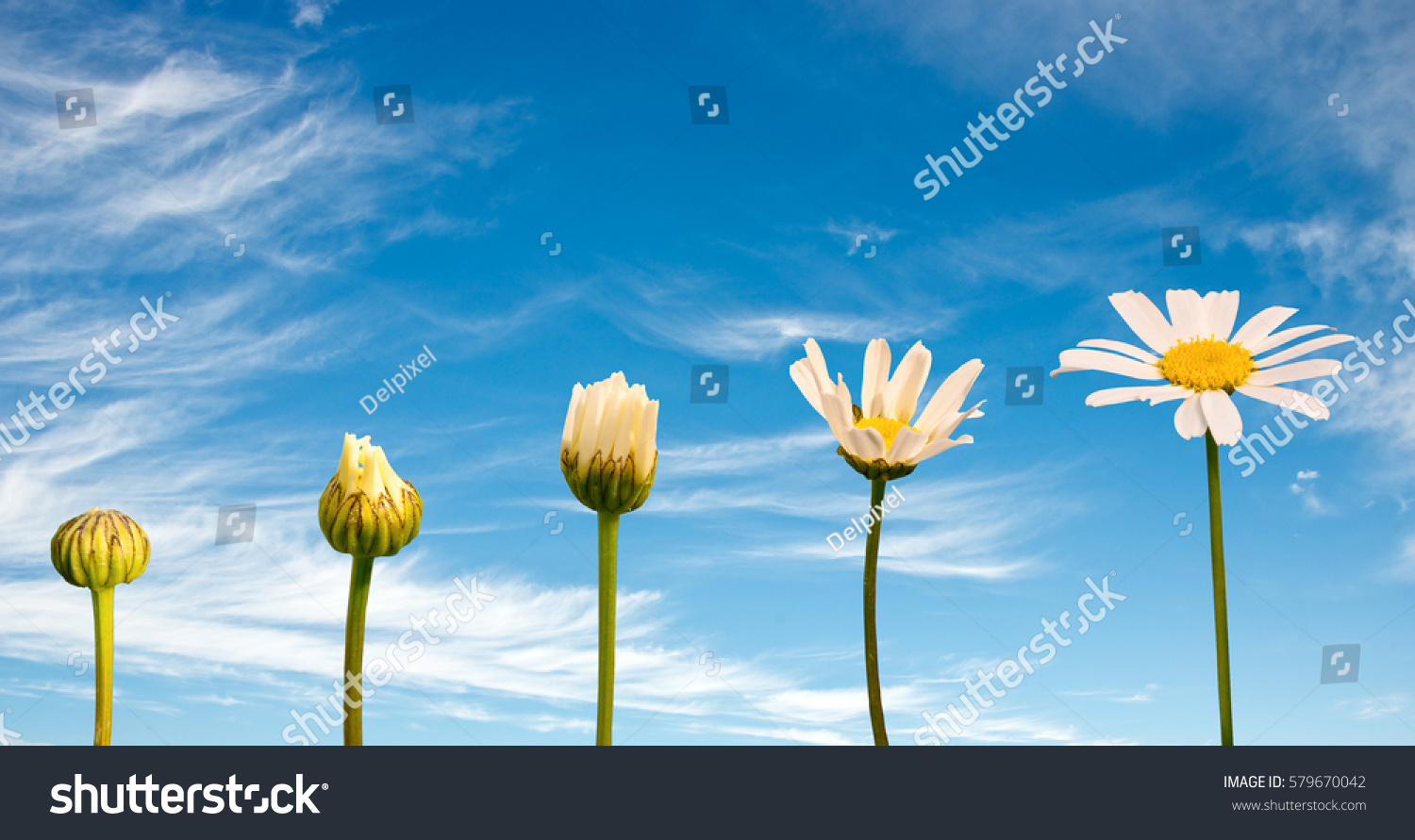 Stages of growth and flowering of a daisy, blue sky background, life concept #579670042