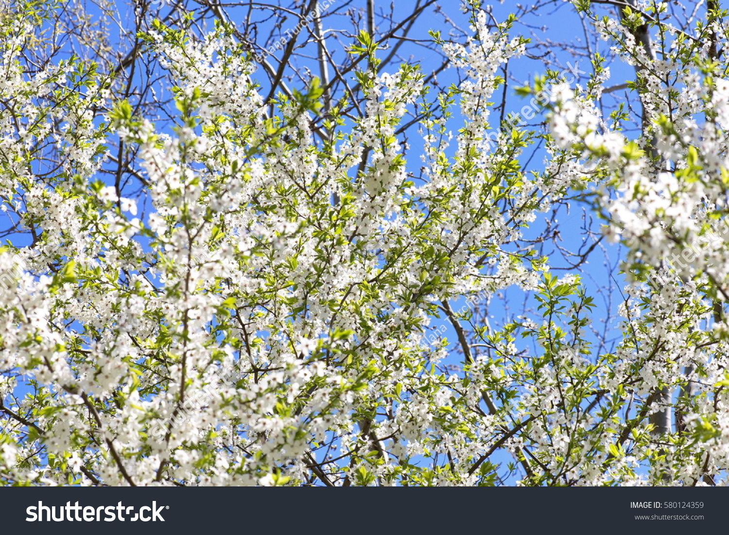 natural spring background with selective focus #580124359