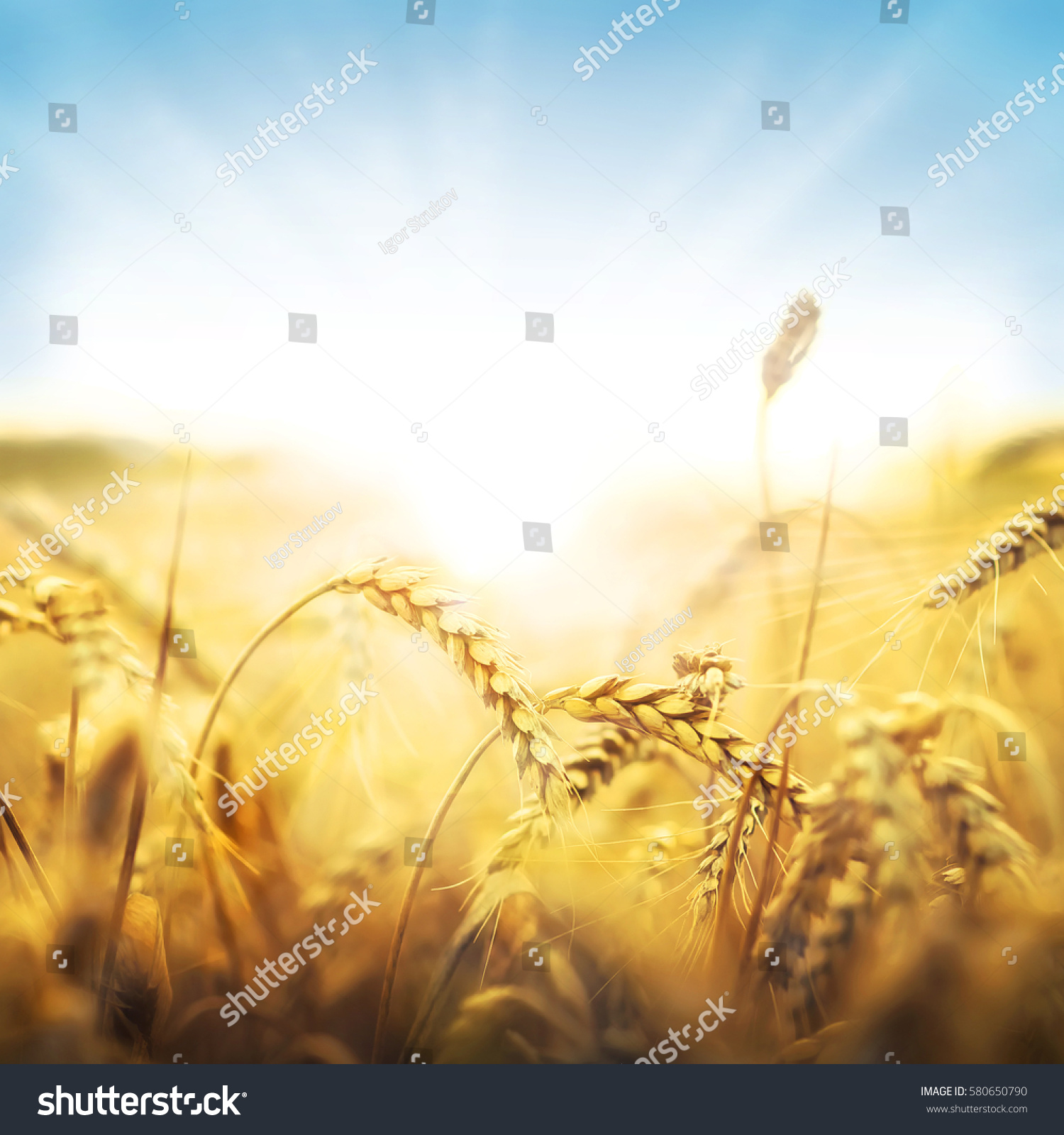 Sun behind a wheat field.  #580650790