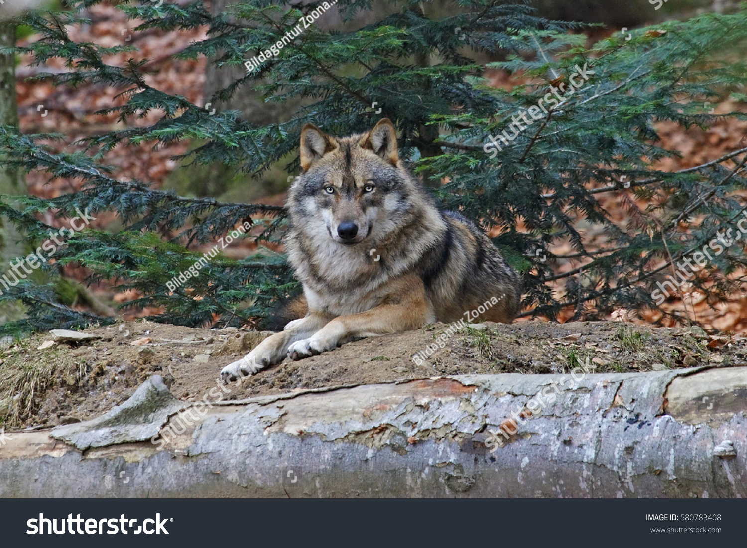 gray wolf #580783408