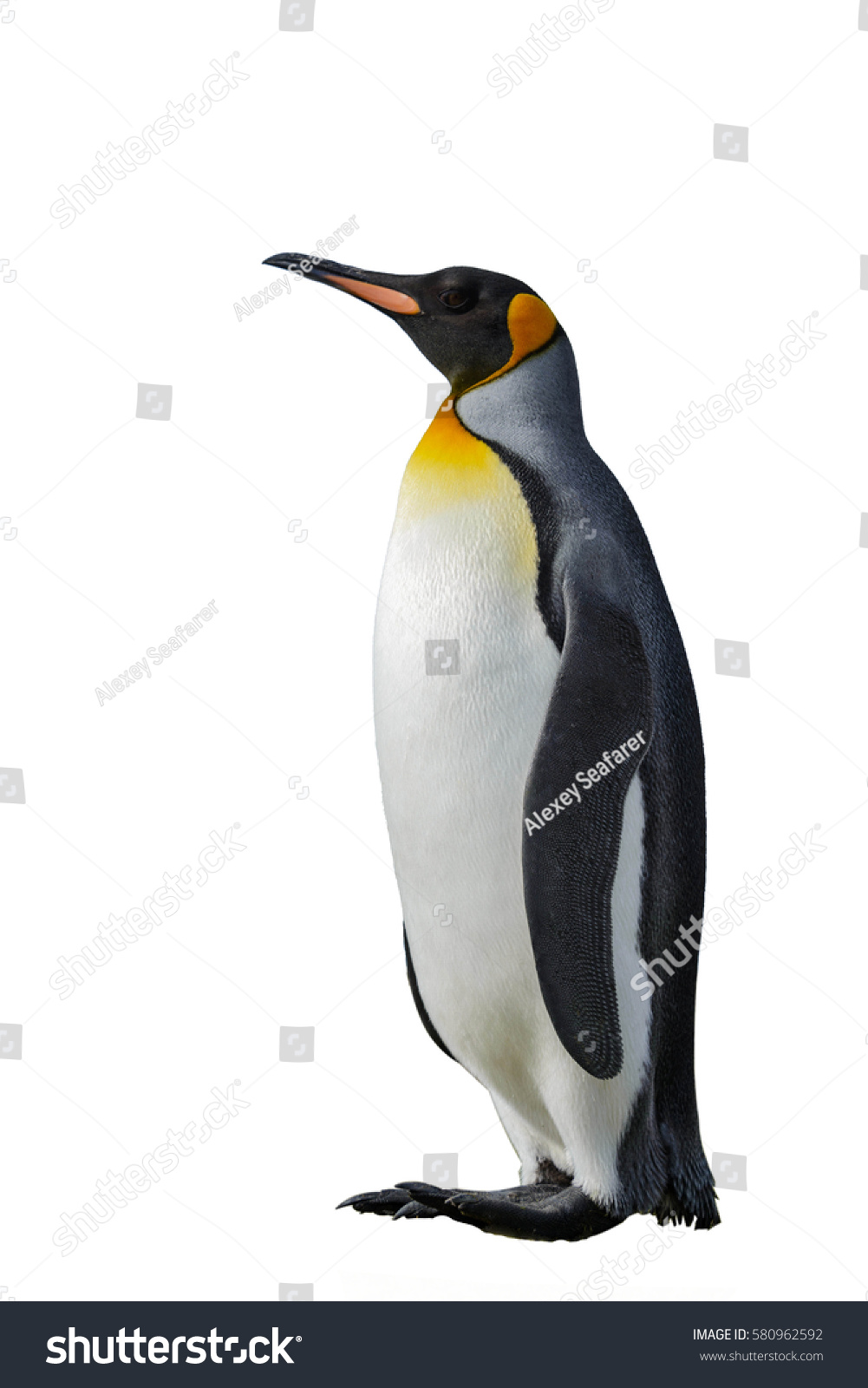 King Penguin isolated on white #580962592