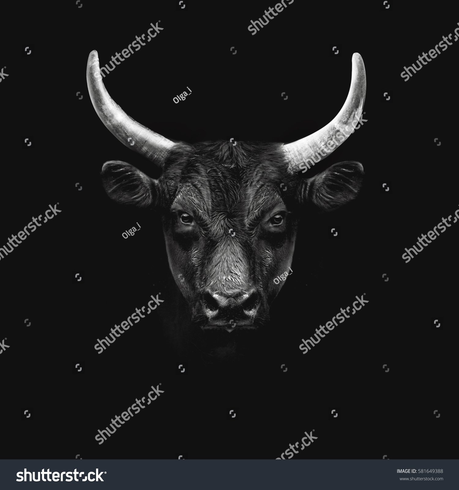 black camargue bull face portrait isolated on white background #581649388