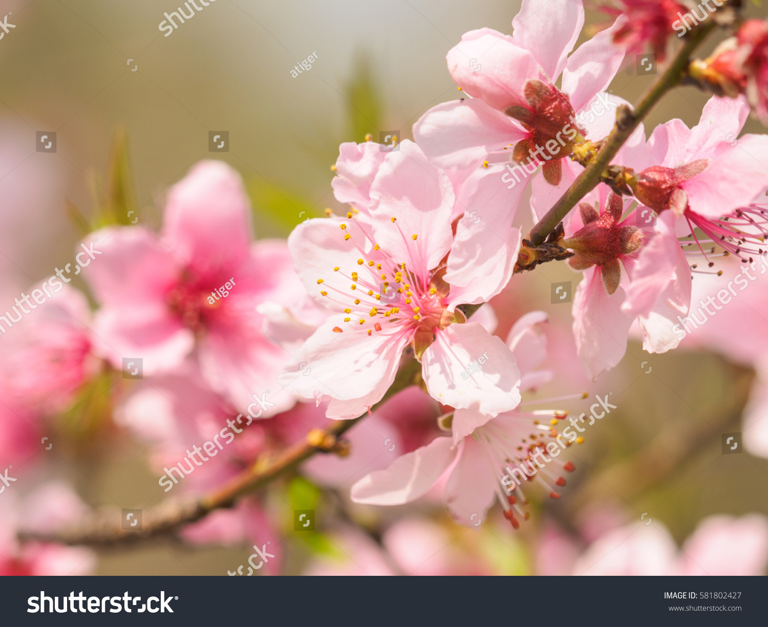 Spring flowers series, macro of beautiful peach blossoms with nature blurred background, focused on the stamen. #581802427