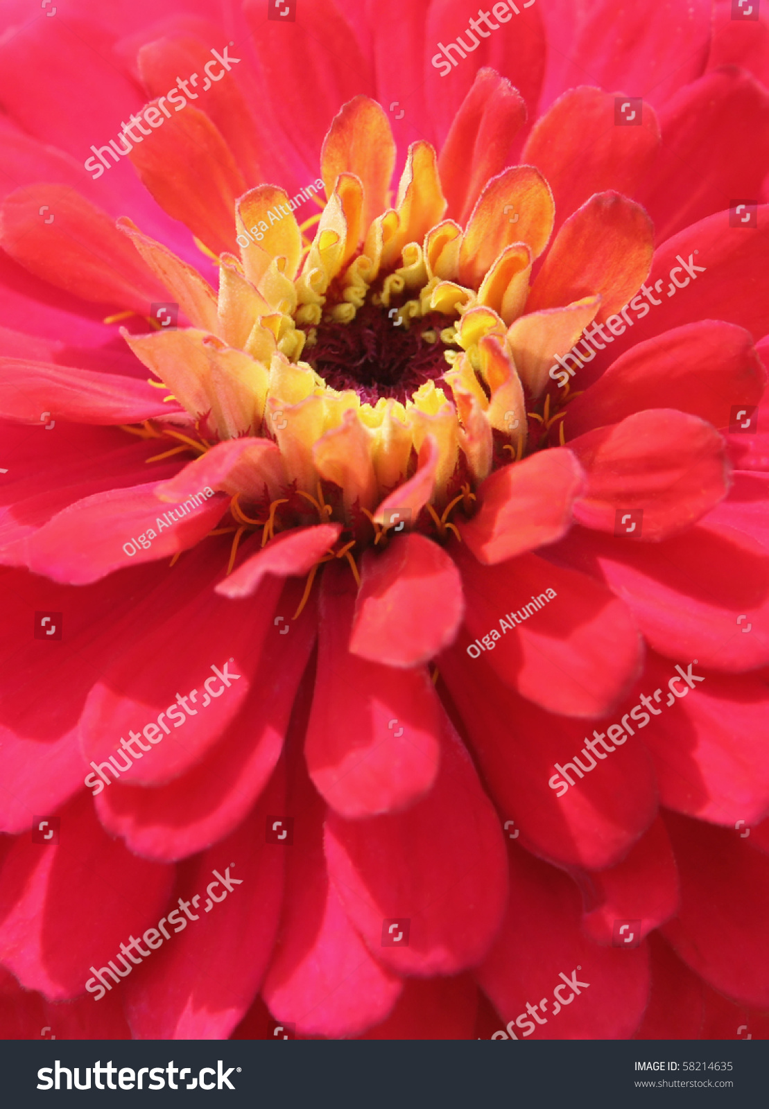 Beautiful bright pink flower with yellow centers closeup #58214635