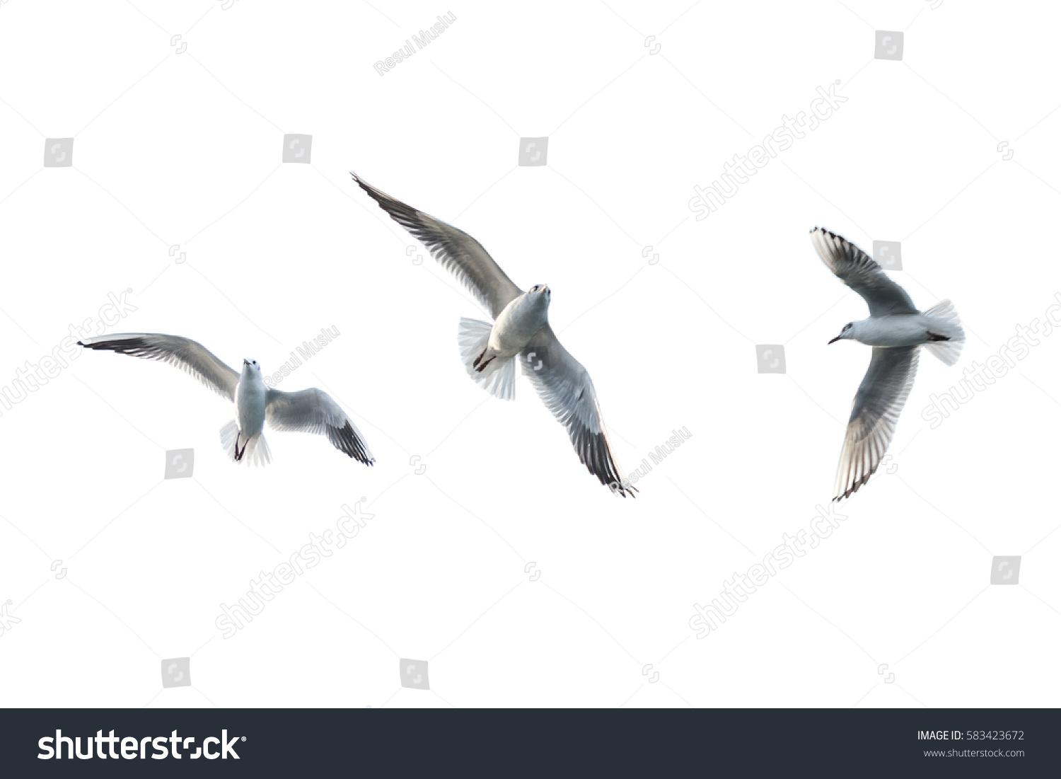 Flying seagulls #583423672