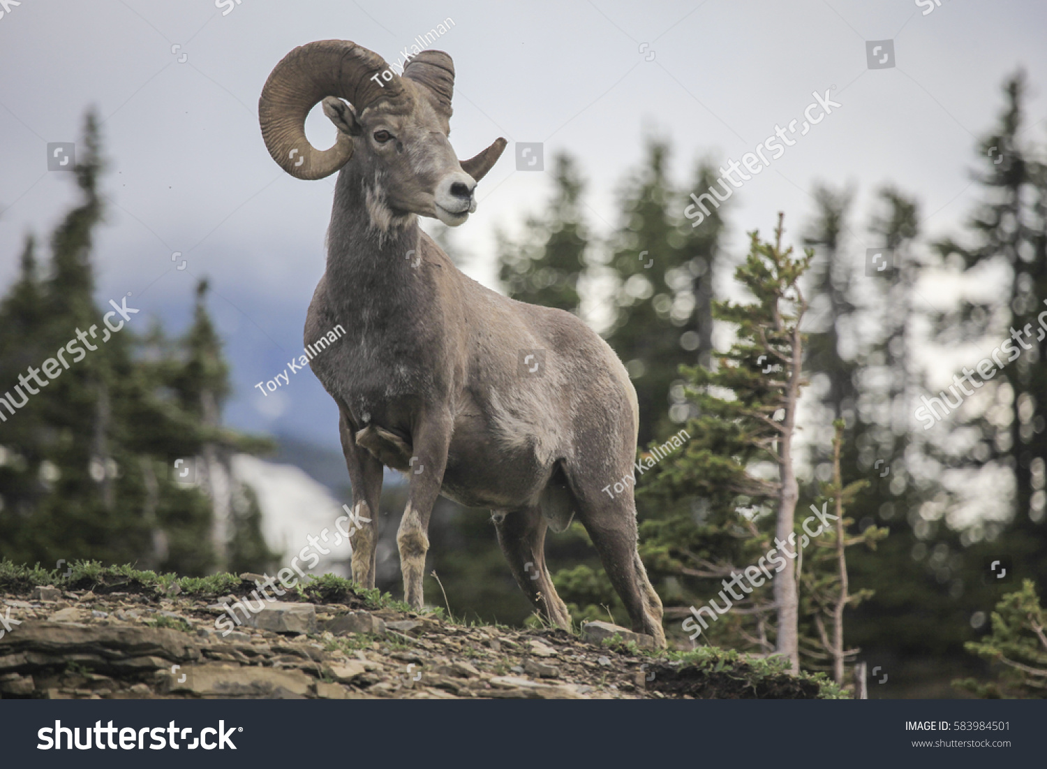 Bighorn sheep - (Ovis canadensis)  #583984501