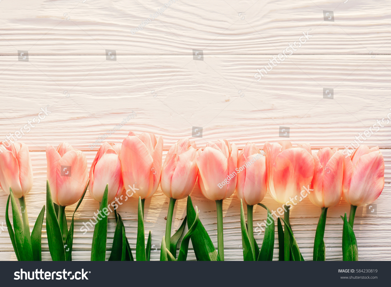 spring flat lay. pink tulips on white rustic wooden background flat lay. top view of flowers in soft morning sunlight with space for text. hello spring. banner and border #584230819